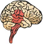 Science brain2